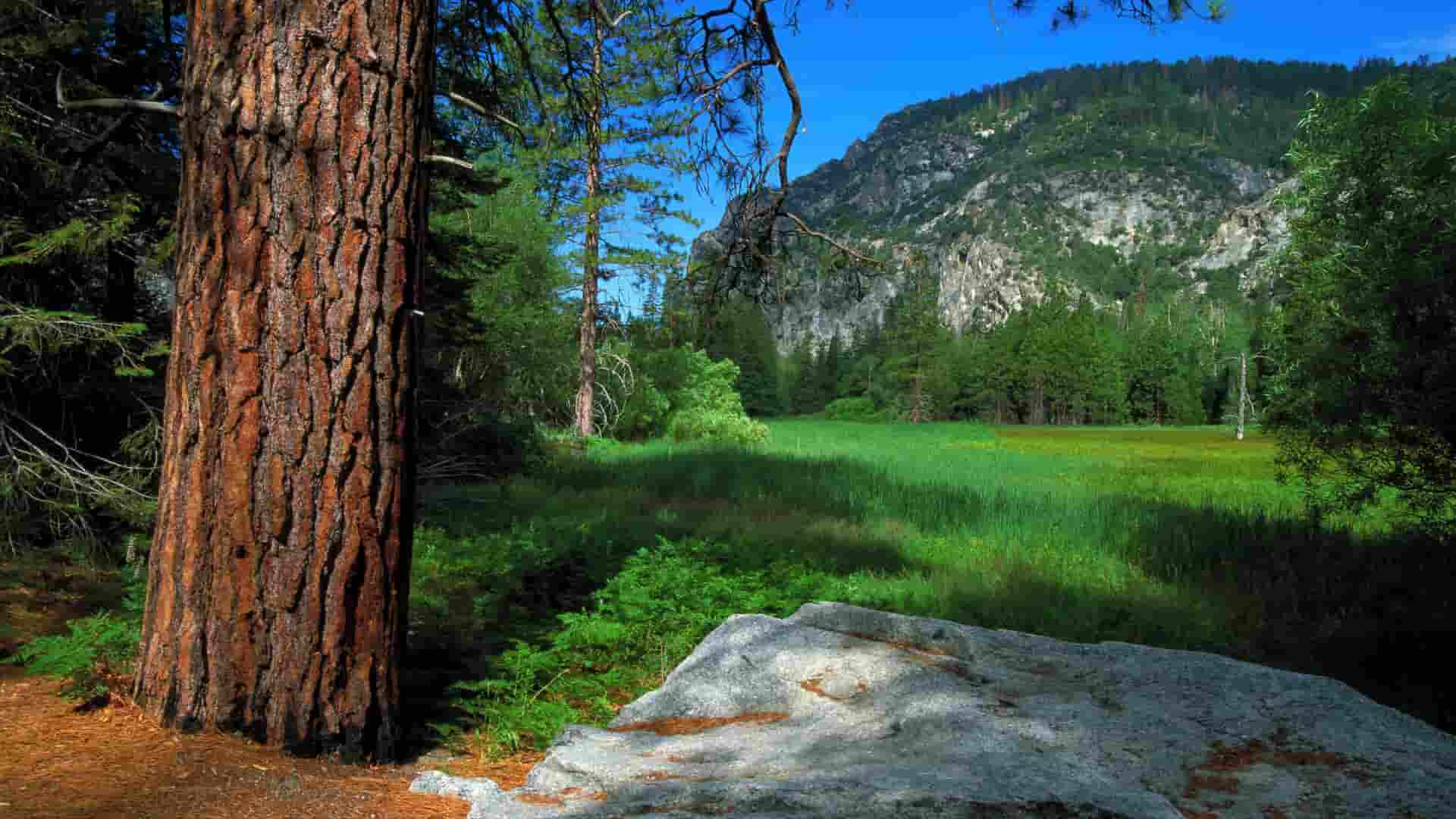 苹果赚钱软件真的吗,揭秘：苹果赚钱软件，真金白银还是虚幻幻影？