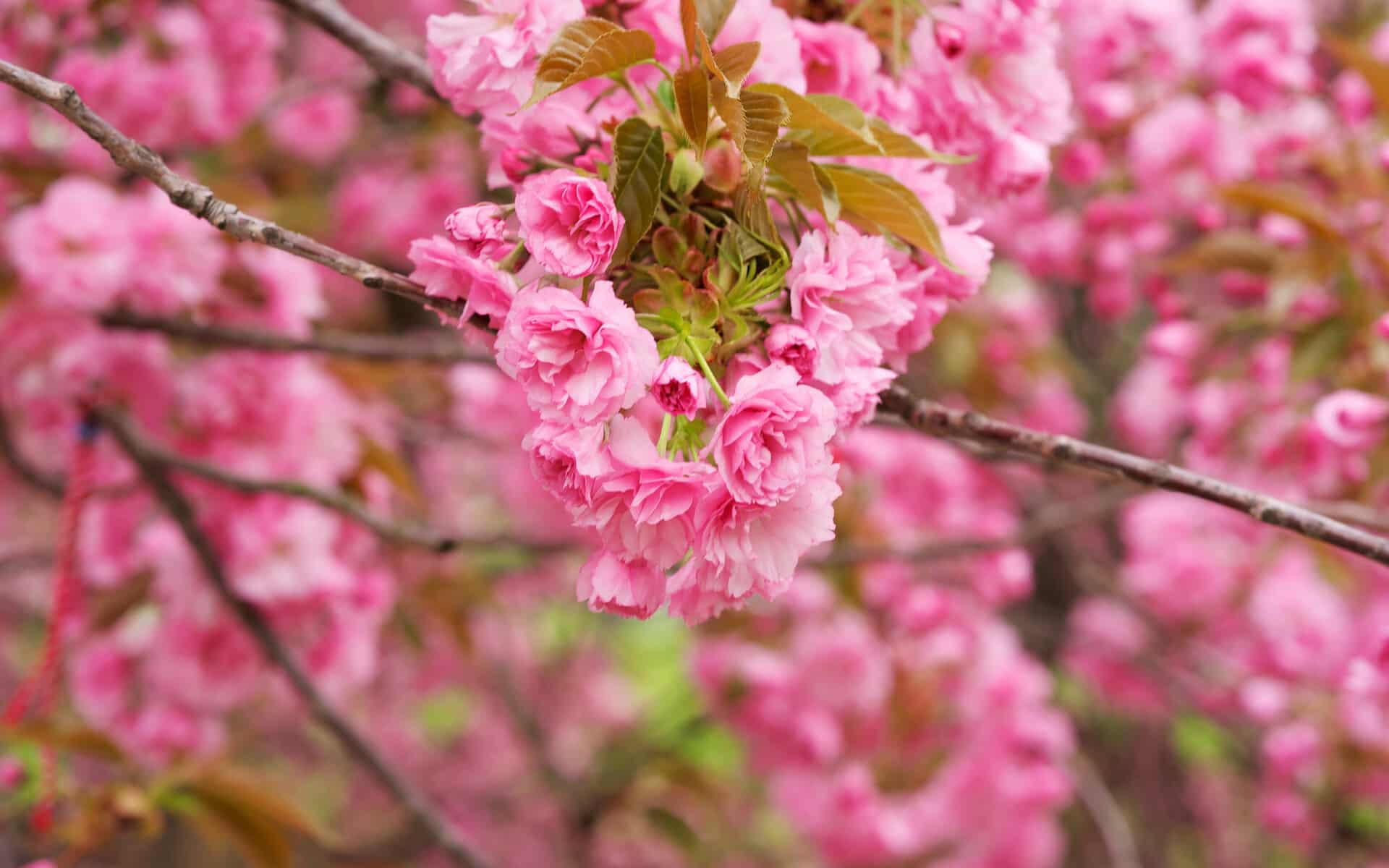 芦蒿批发赚钱吗知乎推荐,芦蒿批发：市场潜力大，知乎热议商机多，赚钱潜力无限！