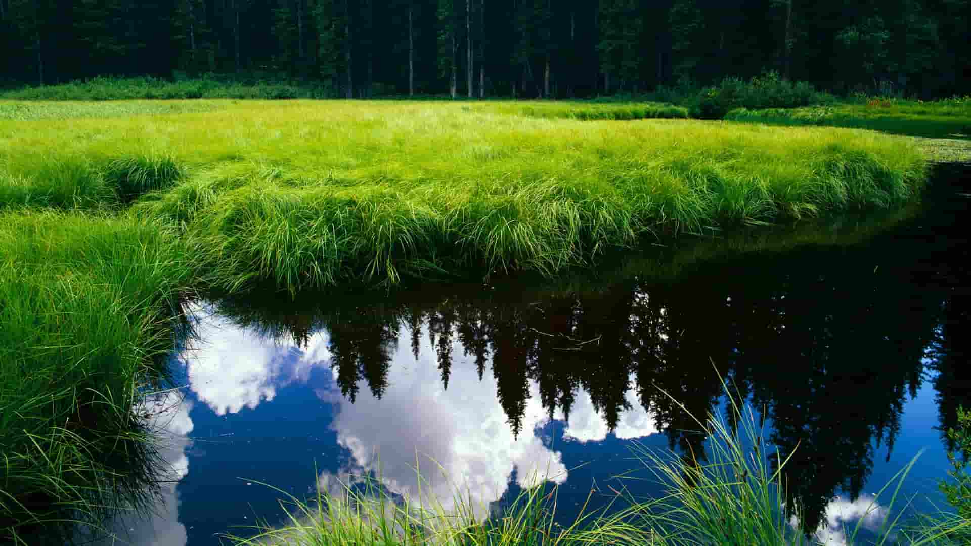 苹果手机看头条赚钱吗,“苹果手机浏览头条真能赚到钱？”