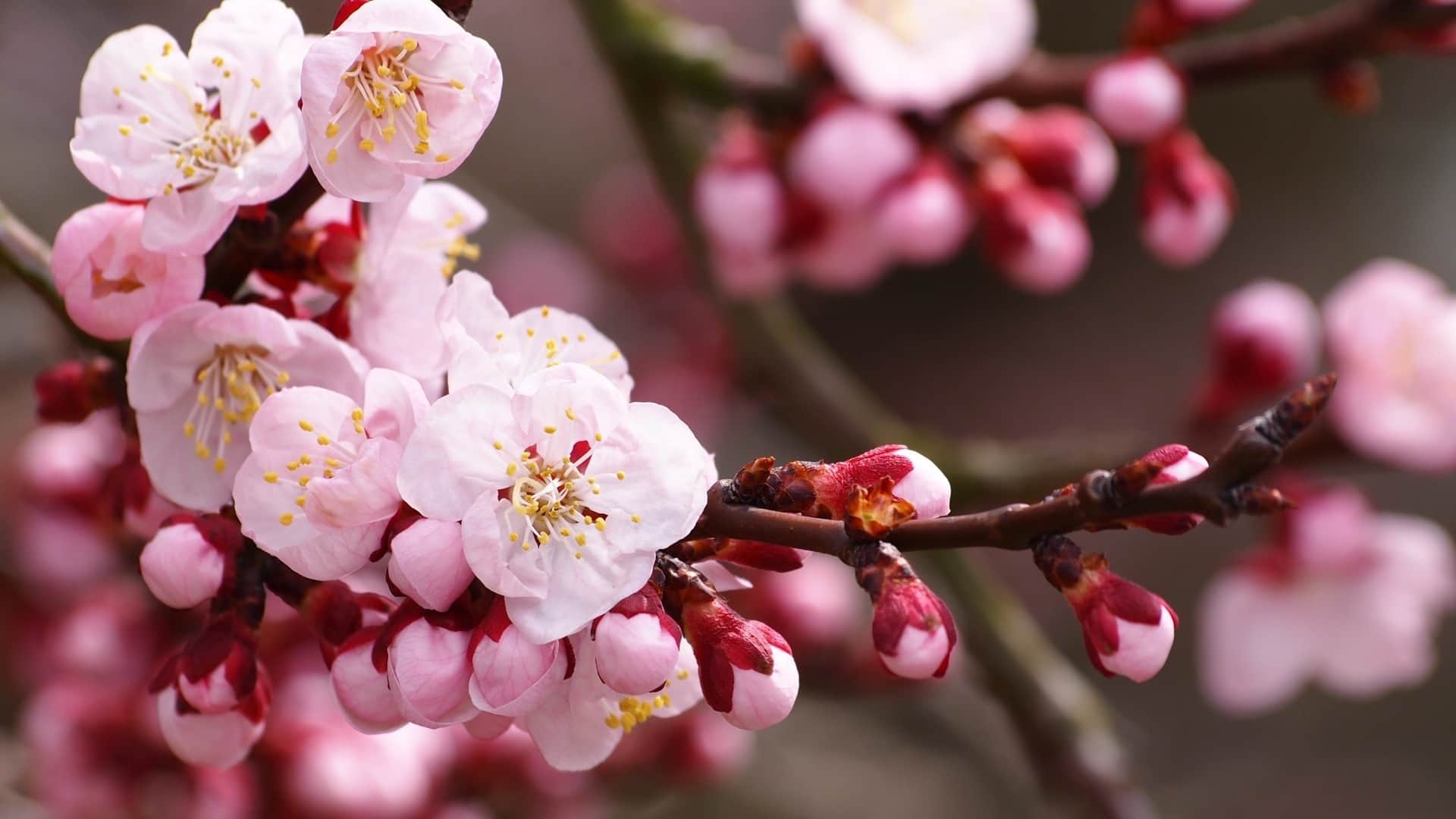种魔芋还能赚钱吗视频,“魔芋种植商机揭秘：如何让种魔芋成为赚钱之路？🎯”