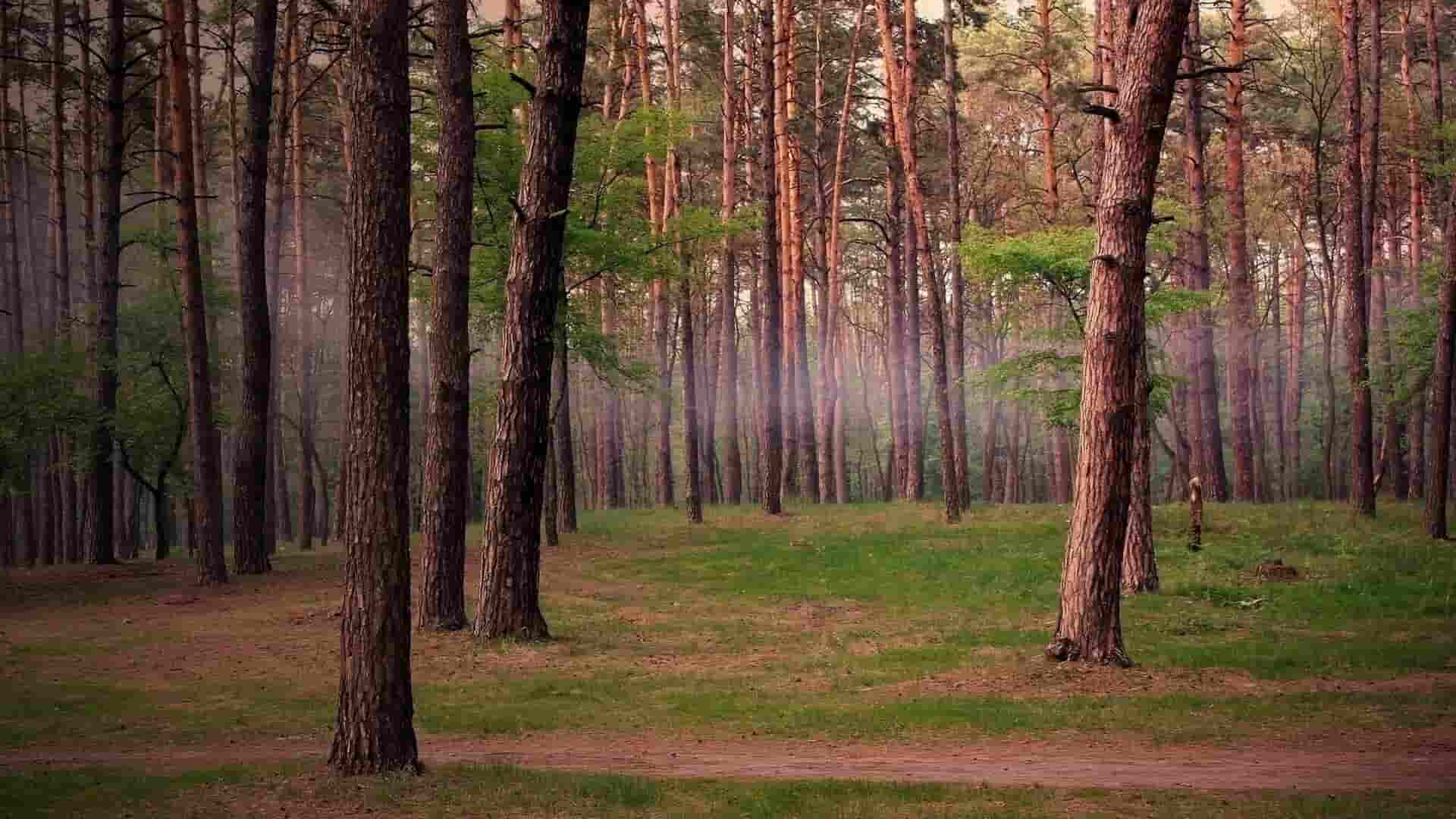 酷狗直播能赚钱吗,酷狗直播：揭秘如何在平台上实现财富梦想？