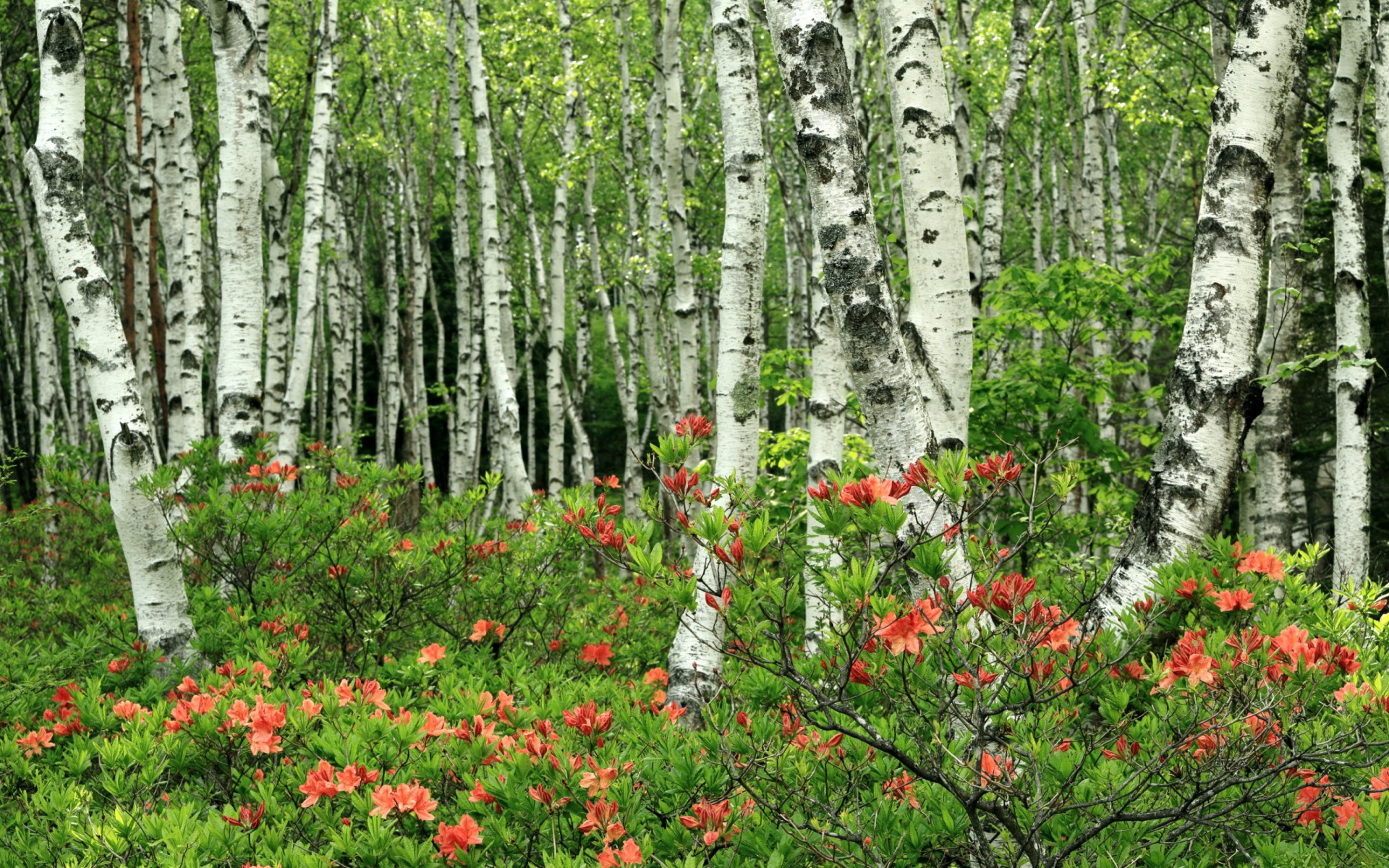 苹果手机副业赚钱方法-📱苹果手机副业变现全攻略！零成本实操技巧+收益翻倍秘籍💰